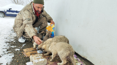 Sokak canlarımıza sahip çıkıyoruz