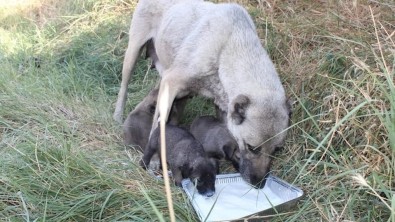 BAŞKANIMIZIN TALİMATIYLA ANNE VE YAVRU KÖPEKLERE SÜT VERİLDİ