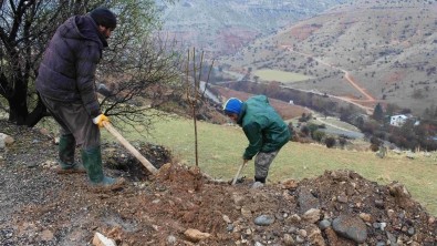 ÇEMİŞGEZEK BELEDİYESİNE 1200 ADET DUT AĞACI HEDİYE EDİLDİ