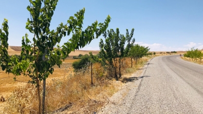 İlçe merkezden feribot iskelesine kadar ağaç sulama çalışması