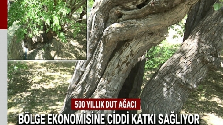 500 YILLIK DUT AĞACI