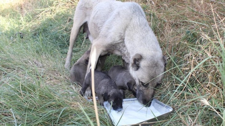 BAŞKANIMIZIN TALİMATIYLA ANNE VE YAVRU KÖPEKLERE SÜT VERİLDİ