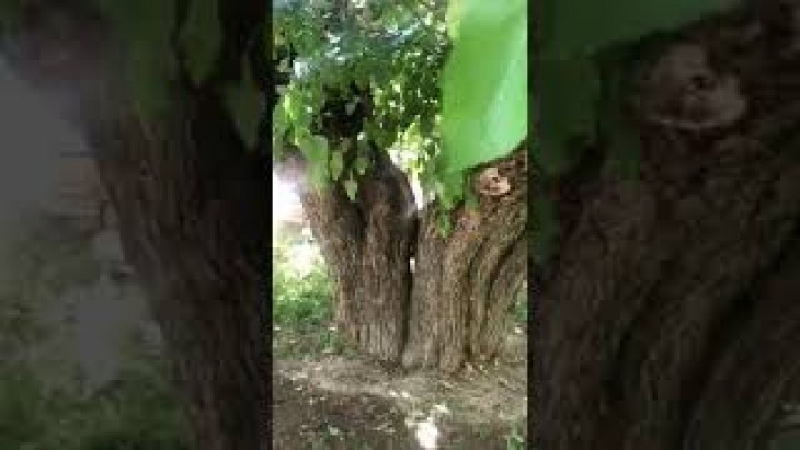 Kaç nesil,kaç insan gölgesinde dinlendi