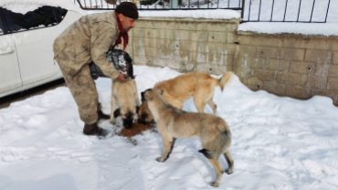 Sokak canlarımıza sahip çıkıyoruz