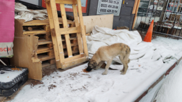 Sokak canlarımıza sahip çıkıyoruz