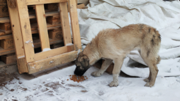 Sokak canlarımıza sahip çıkıyoruz