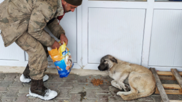 Sokak canlarımıza sahip çıkıyoruz