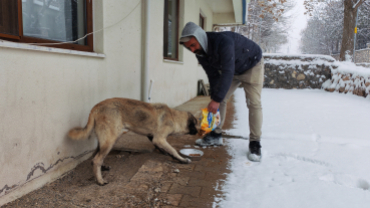 Sokak canlarımıza sahip çıkıyoruz