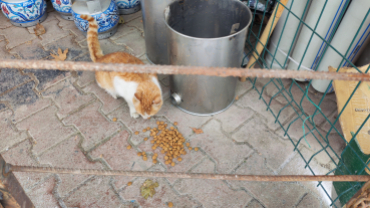 Sokak canlarımıza sahip çıkıyoruz