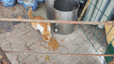 Sokak canlarımıza sahip çıkıyoruz