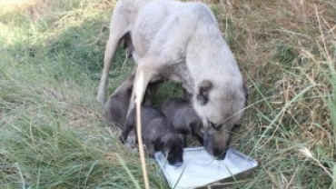 BAŞKANIMIZIN TALİMATIYLA ANNE VE YAVRU KÖPEKLERE SÜT VERİLDİ