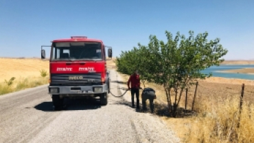 İlçe merkezden feribot iskelesine kadar ağaç sulama çalışması