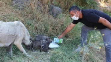 BAŞKANIMIZIN TALİMATIYLA ANNE VE YAVRU KÖPEKLERE SÜT VERİLDİ