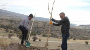 1000 ADET DUT AĞACI TOPRAKLA BULUŞUYOR