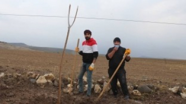 1000 ADET DUT AĞACI AKÇAPINAR TOPRAKLARINDA KÖK SALDI