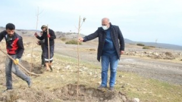 1000 ADET DUT AĞACI AKÇAPINAR TOPRAKLARINDA KÖK SALDI