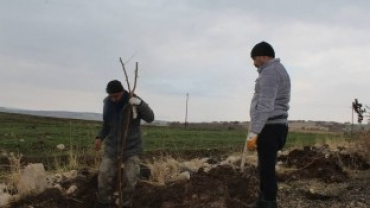 1000 ADET DUT AĞACI AKÇAPINAR TOPRAKLARINDA KÖK SALDI