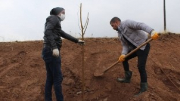 1000 ADET DUT AĞACI AKÇAPINAR TOPRAKLARINDA KÖK SALDI