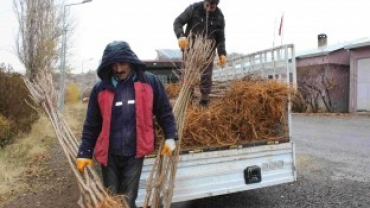 ÇEMİŞGEZEK BELEDİYESİ 2000 ADET DUT AĞACI DİKTİ