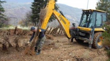 ÇEMİŞGEZEK BELEDİYESİ 2000 ADET DUT AĞACI DİKTİ