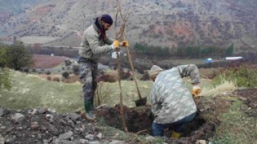 ÇEMİŞGEZEK BELEDİYESİ 2000 ADET DUT AĞACI DİKTİ