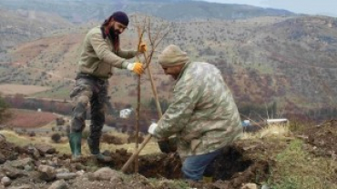 ÇEMİŞGEZEK BELEDİYESİ 2000 ADET DUT AĞACI DİKTİ