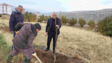 BAŞKAN YILDIZ AĞAÇ DİKTİ