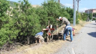 5 BİN AĞACIN KÖKLERİ AÇILARAK BAKIMLARI YAPILDI