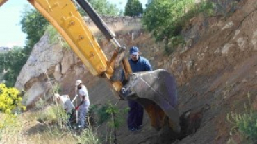 5 BİN AĞACIN KÖKLERİ AÇILARAK BAKIMLARI YAPILDI